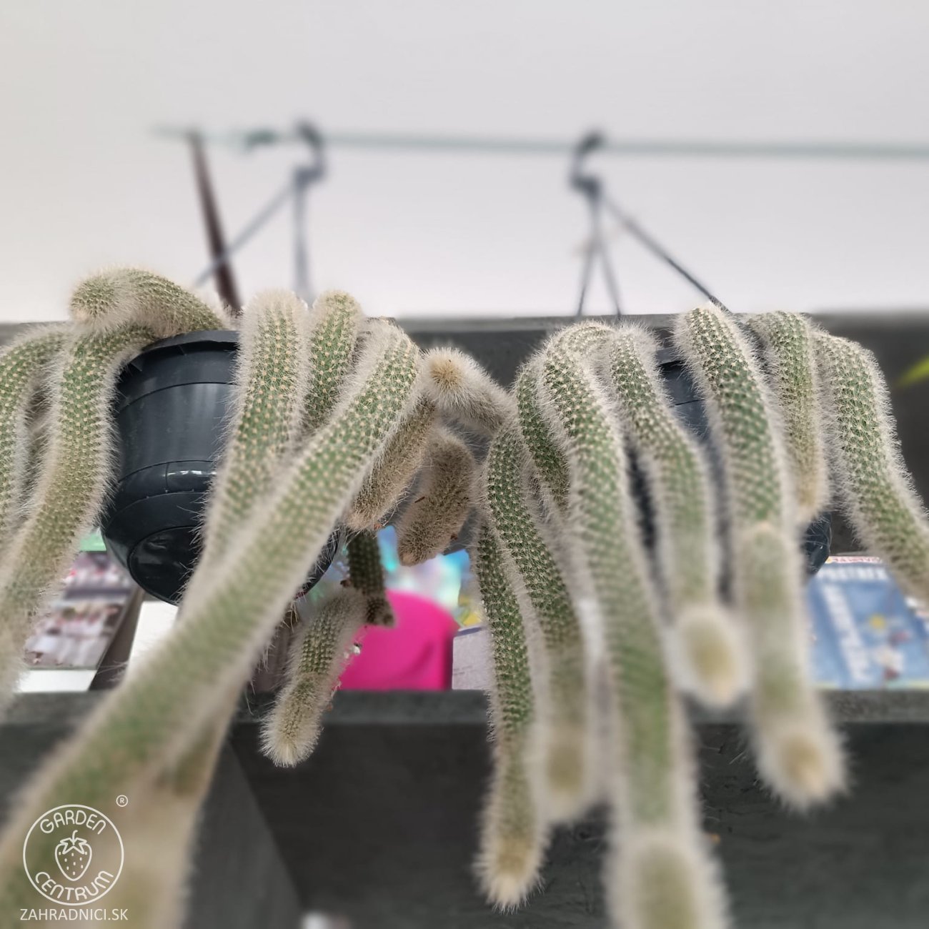 Obrázok Kaktus (Cleistocactus colademononis) ´MONKEY TAIL´ - dĺžka 30-40 cm. kont. C1L - závesný kvetináč